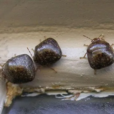 thumbnail for publication: Bean Plataspid: Megacopta cribraria (Fabricius) (Insecta: Hemiptera: Heteroptera: Plataspidae)